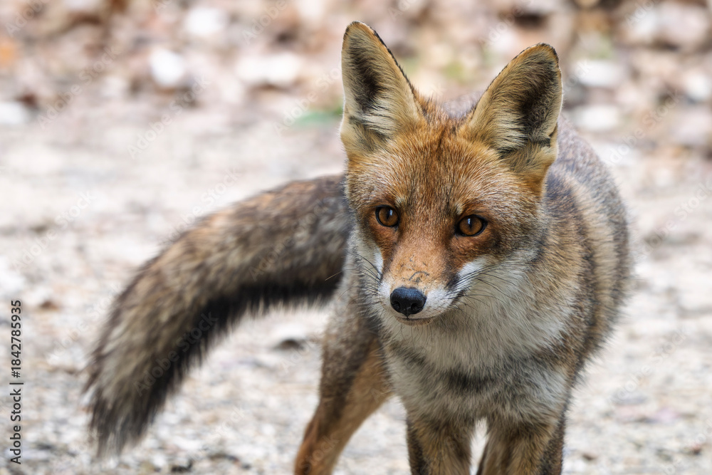 Fototapeta premium portrait of a young red fox seen in Camargue, France
