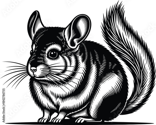 Chinchilla Illustration Black And White Vector