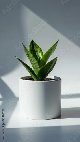 aloe vera plant in a pot