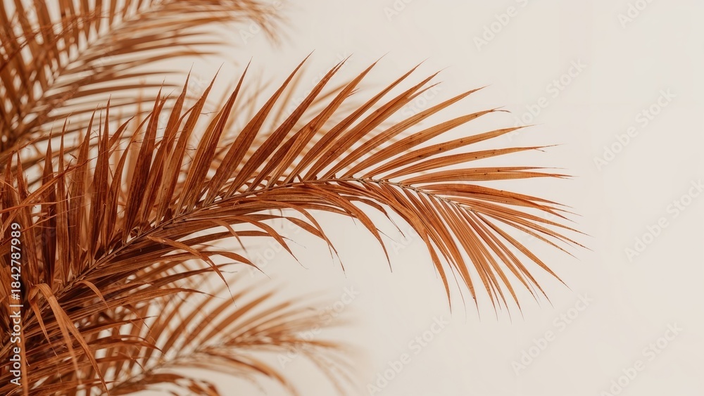Obraz premium Close-up of a palm leaf with a plain background, showcasing detailed fronds. Nature and botanical focus. Tropical plant and foliage. The image emphasizes plant textures and design.