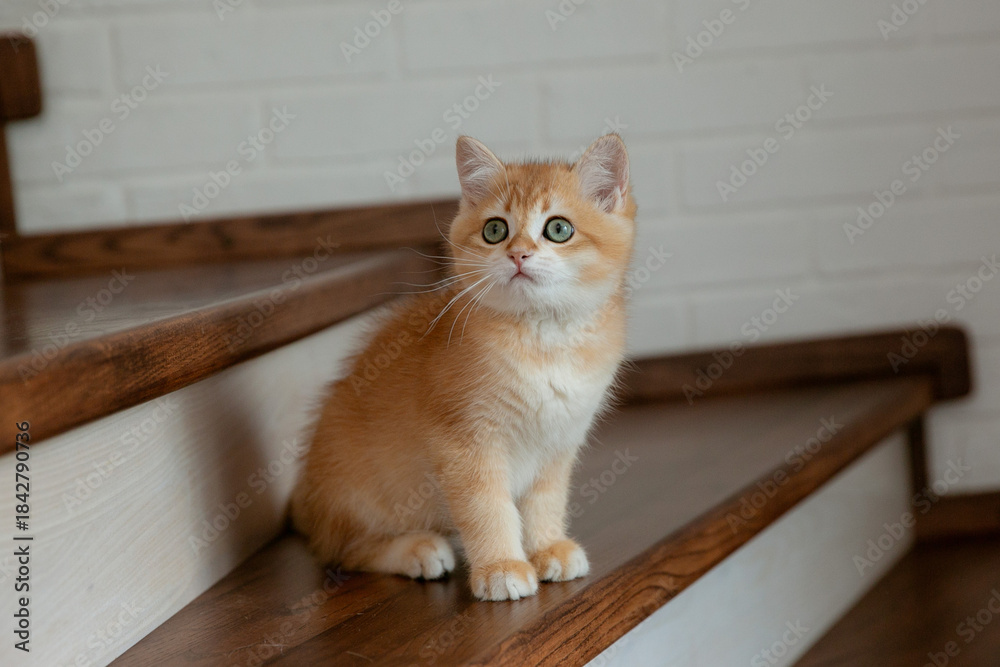 Naklejka premium cute red kitten of the British breed golden chinchilla sitting on the steps, cute pets
