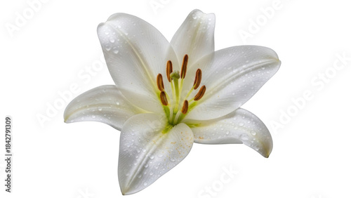 Tableau sur toile White lily with water droplets on black background lily flower dew drops