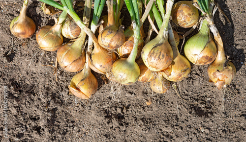 Onion freshly picked . Onions in the vegetable garden, with  green stalks.