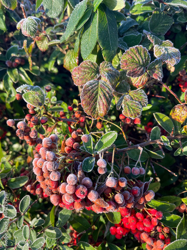 Frosted Autumn Berries with Colorful Leaves in Morning Light