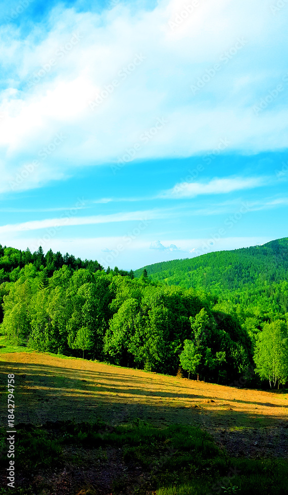 Fototapeta premium View of the glade meadow and forest landscape natura background wallpaper