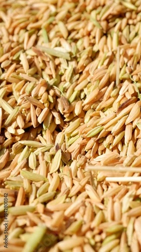 A vibrant macro video captures golden paddy rice grains (Oryza sativa) being poured or falling into a pile. The grains, with subtle variations of yellow and green, create a dynamic texture emphasizing