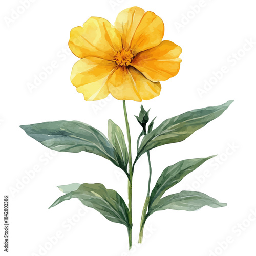 Wallflower Flower, serene watercolor vector artwork with smooth washes of color and refined textures, isolated on a white background.