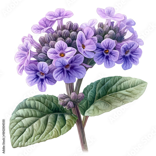 Verbena Flower, serene watercolor vector artwork with smooth washes of color and refined textures, isolated on a white background.