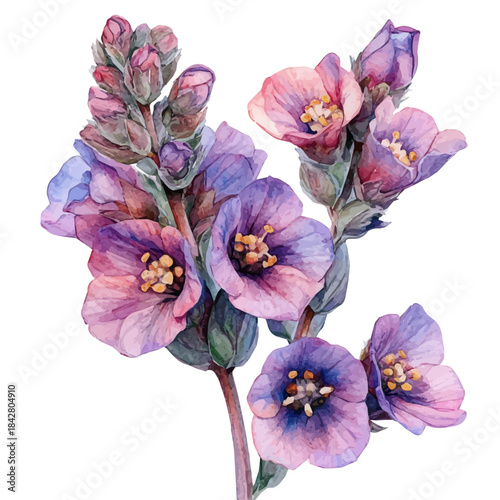 Verbascum Flower, playful watercolor vector painting with subtle shadowing and soft gradients, isolated on a white background.