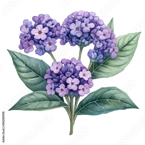 Verbena Flower, elegant watercolor vector illustration with flowing lines and gentle color transitions, isolated on a white background.