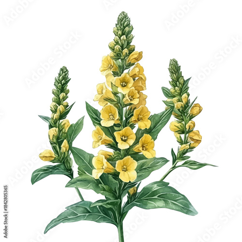 Verbascum Flower, playful watercolor vector painting with subtle shadowing and soft gradients, isolated on a white background.