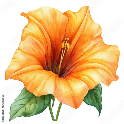 watercolor draw of Trumpet Creeper Flower, isolated on a white background.