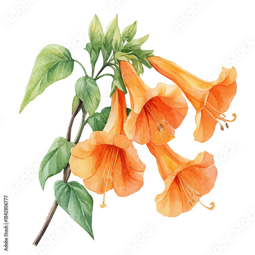 Trumpet Creeper Flower, elegant watercolor vector illustration with flowing lines and gentle color transitions, isolated on a white background.