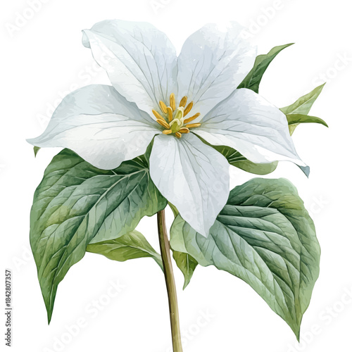 Trillium Flower, lively watercolor vector drawing with intricate brush, isolated on a white background.