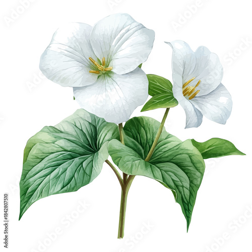 Trillium Flower, lively watercolor vector drawing with intricate brush, isolated on a white background.