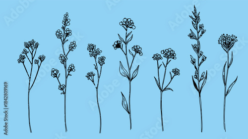 Delicate hand drawn botanical illustrations of wildflower stems