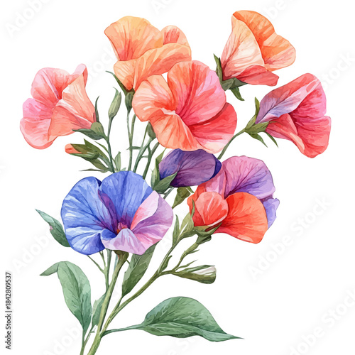 watercolor draw of Sweet Pea Flower, isolated on a white background.