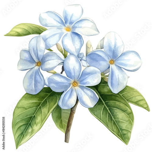 Stephanotis Flower, serene watercolor vector artwork with smooth washes of color and refined textures, isolated on a white background.