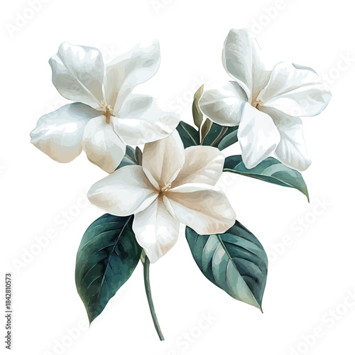 watercolor draw of Stephanotis Flower, isolated on a white background.