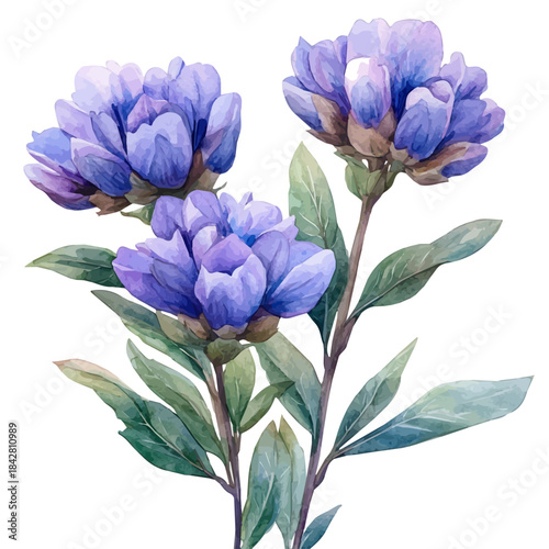 Statice Flower, elegant watercolor vector illustration with flowing lines and gentle color transitions, isolated on a white background.