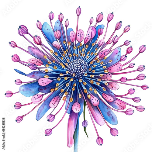 Spider Flower, serene watercolor vector artwork with smooth washes of color and refined textures, isolated on a white background.