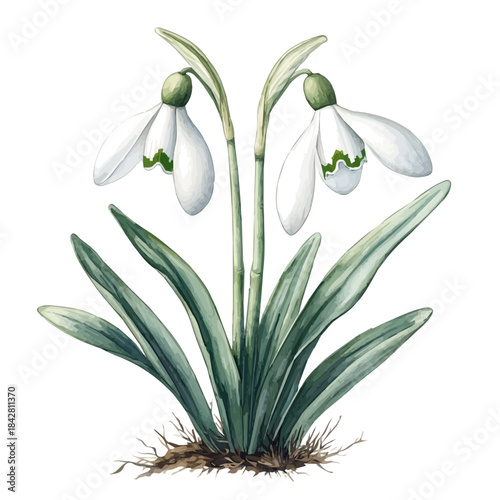 Snowdrop Flower, elegant watercolor vector illustration with flowing lines and gentle color transitions, isolated on a white background.