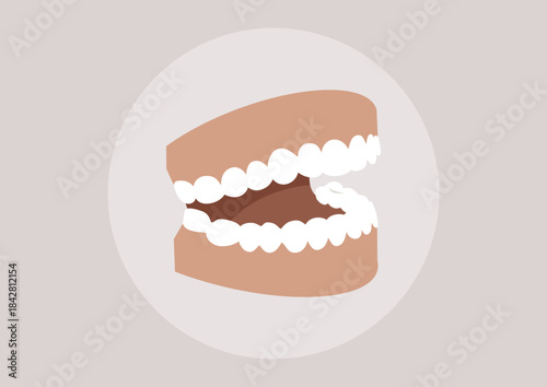 A detailed representation of a dental teaching model reveals the arrangement of teeth and gums, This artistic depiction enhances understanding of oral care and hygiene practices for everyone