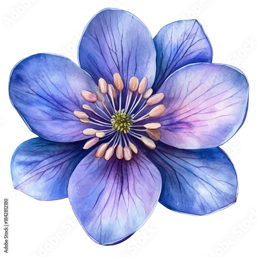 Shooting Star Flower, whimsical watercolor vector illustration with vibrant highlights and delicate strokes, isolated on a white background.