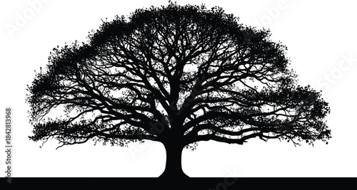 Massive Black Silhouette of an Old Sprawling Oak Tree Icon, Detailed Crown with Dense Leaves and Wide Branches on a White Background Vector Graphic.