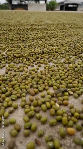 Vertical Video: Abundance of Green Mung Beans Drying on a Concrete Floor. Organic Food and Agricultural Harvest.