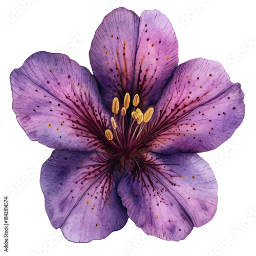 Salpiglossis Flower, serene watercolor vector artwork with smooth washes of color and refined textures, isolated on a white background.