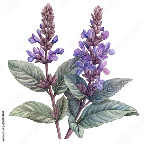 Sage Flower, playful watercolor vector painting with subtle shadowing and soft gradients, isolated on a white background.