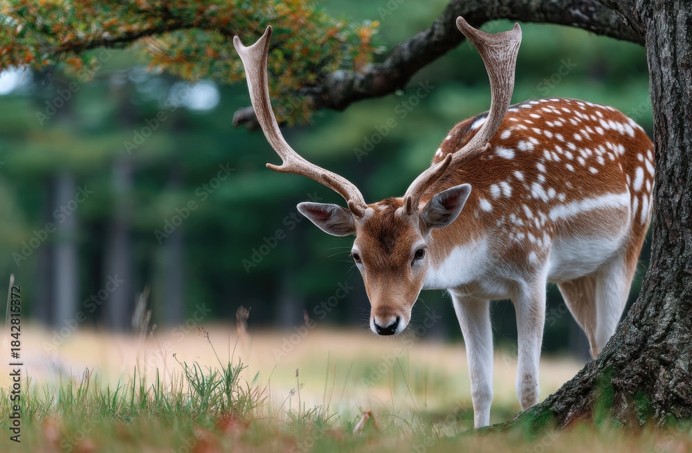 Obraz premium a fallow deer with antlers in the english countryside, standing by a tree and eating grass.