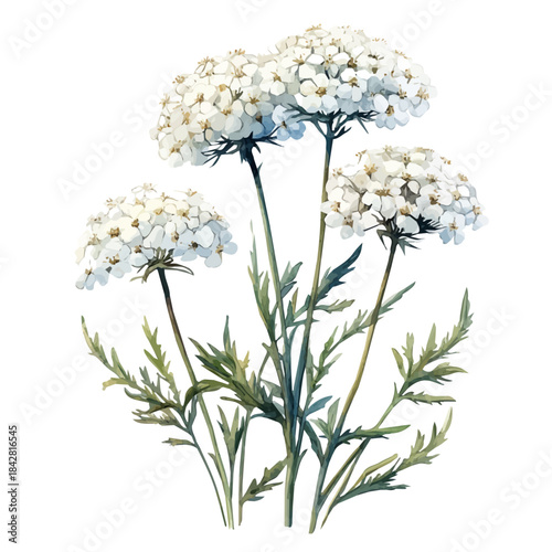 Queen Annes Lace Flower, serene watercolor vector artwork with smooth washes of color and refined textures, isolated on a white background.