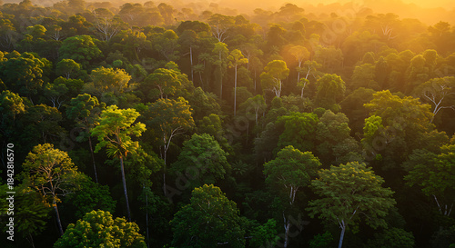 Golden Sunlight over Amazon Rainforest Canopy, Brazil