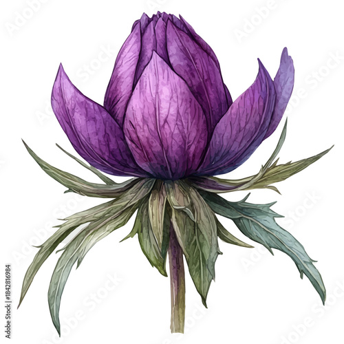 Pulsatilla Flower, serene watercolor vector artwork with smooth washes of color and refined textures, isolated on a white background.