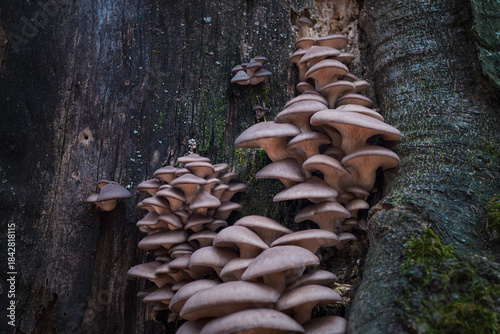 Large cluster of Pleurotus ostreatus, the oyster mushroom, oyster fungus, or hiratake close-up on tree