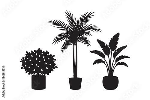 Set of Three Tropical Houseplants Palm and Banana Silhouettes