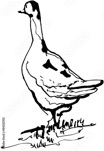 Hand-Drawn Sketch Goose Bird Seen from Behind Outline