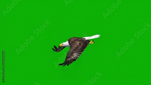 American Bald Eagle flying on green screen. Eagle flying on green screen.