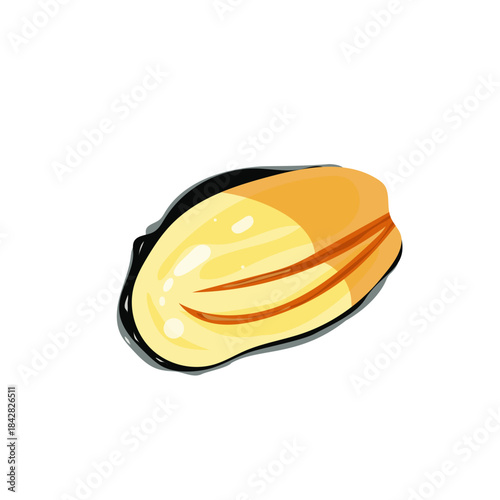 Mussels, seafood theme, shells, sea, hand drawn, clean vector illustration, isolated on white background, marine food, aesthetics. Vector