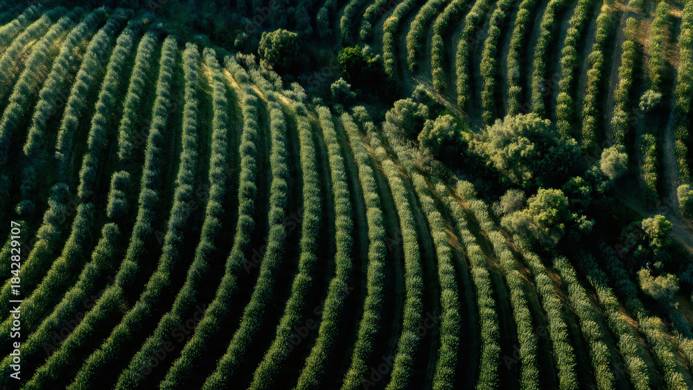 Fototapeta premium Aerial view of a lush, green coffee plantation, showcasing the meticulous rows of coffee plants stretching across rolling hills under a warm, natural light