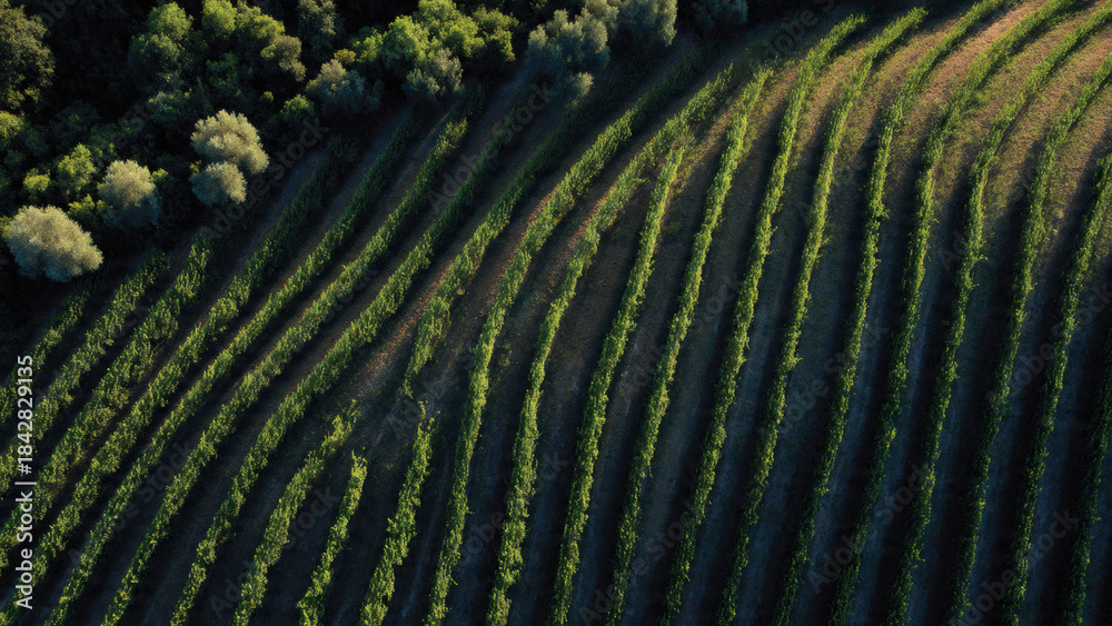 Fototapeta premium Visually striking high-altitude view of a lush green vineyard, revealing endless rows of grapevines forming a captivating agricultural pattern across the sunlit landscape