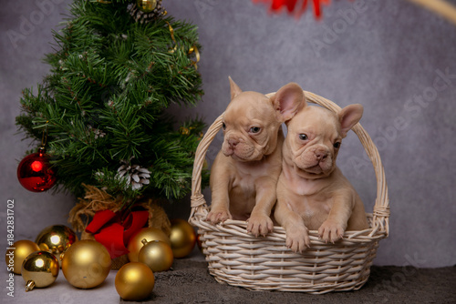 French bulldog puppies on new year's background
