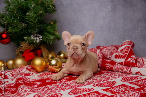 French bulldog puppies on new year's background