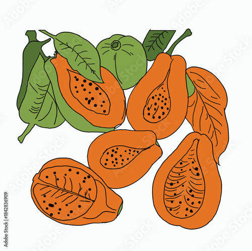 Fresh Ripe Tropical Papaya Fruits Whole and Cut in Half Showing Black Seeds and Juicy Orange Flesh with Green Leaves Flat Vector Illustration Isolated on White Background