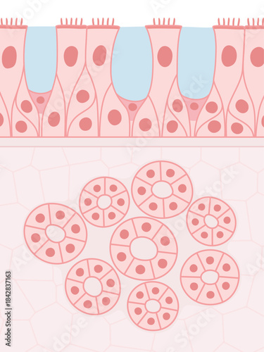 多列線毛上皮と腺細胞のイラスト素材
