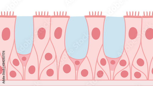 多列線毛上皮のイラスト素材_ピンク