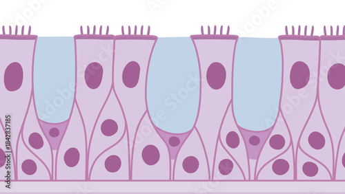 多列線毛上皮のイラスト素材_紫