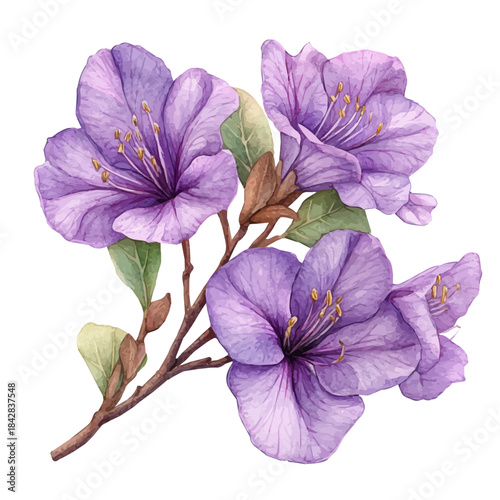 watercolor of Jacaranda Flower, vector clipart, isolated on a white background.